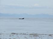 Yet another beautiful humpback pix