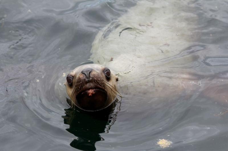 <a href="/node/977">Curious Sea Lion</a>